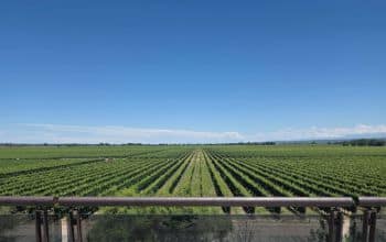 Tour de bodegas y degustacion